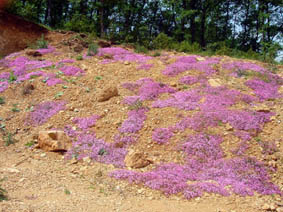 Silene sp